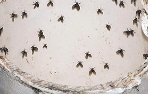 Drain gnats outlet